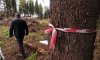 Екатеринбуржцы сражаются за «нелегальный» лес
