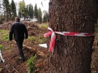 Екатеринбуржцы сражаются за «нелегальный» лес