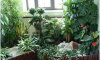 Комнатные растения в интерьерах
