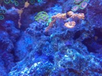 Строительные термины - Детрит