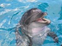 В Новосибирске скоро появится дельфинарий