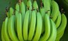 Технология выращивания банана