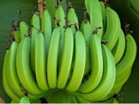 Технология выращивания банана